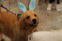 Hospital de Reabilitação inicia projeto de terapia de pacientes com cães da PMPR