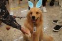 Hospital de Reabilitação inicia projeto de terapia de pacientes com cães da PMPR