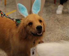 Hospital de Reabilitação inicia projeto de terapia de pacientes com cães da PMPR