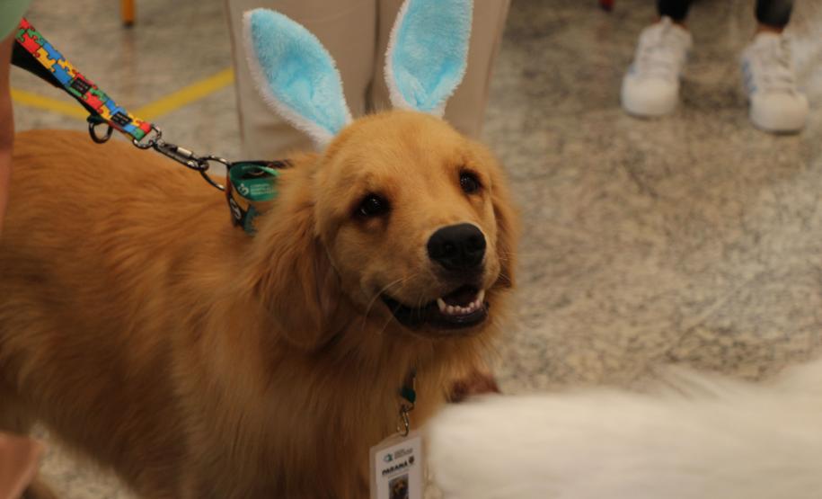 Hospital de Reabilitação inicia projeto de terapia de pacientes com cães da PMPR